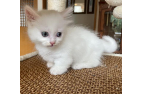 成約済ののマンチカン-30857